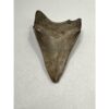 Megalodon Shark Tooth, S. Georgia 3.75″ Prehistoric Online