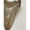 Megalodon Shark Tooth, S. Georgia 3.75″ Prehistoric Online