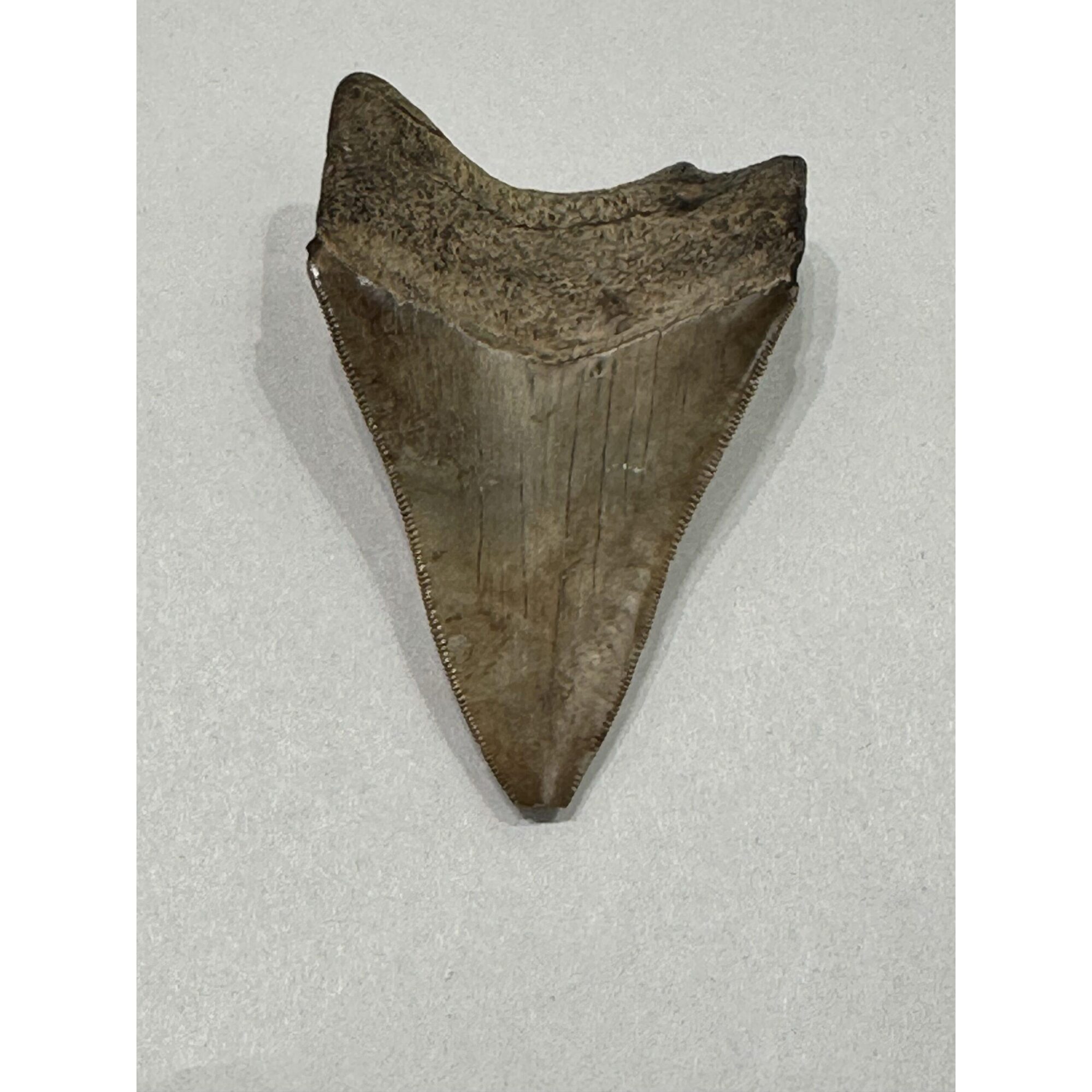 Megalodon Shark Tooth, S. Georgia 3.75″ Prehistoric Online