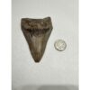 Megalodon Shark Tooth, S. Georgia 3.75″ Prehistoric Online