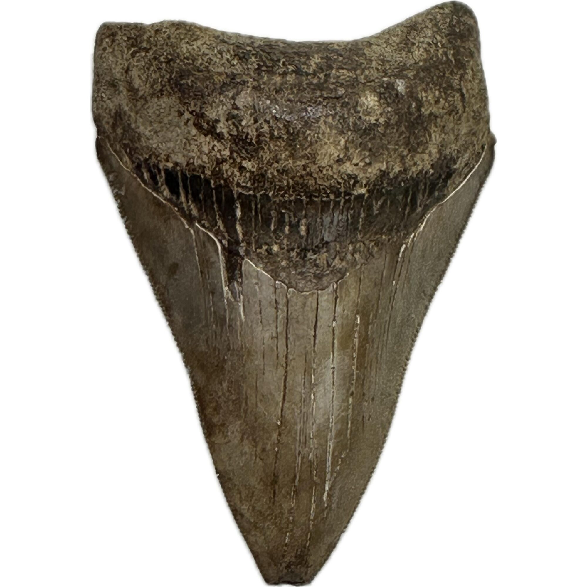 Megalodon Shark Tooth, S. Georgia 3.75″ Prehistoric Online