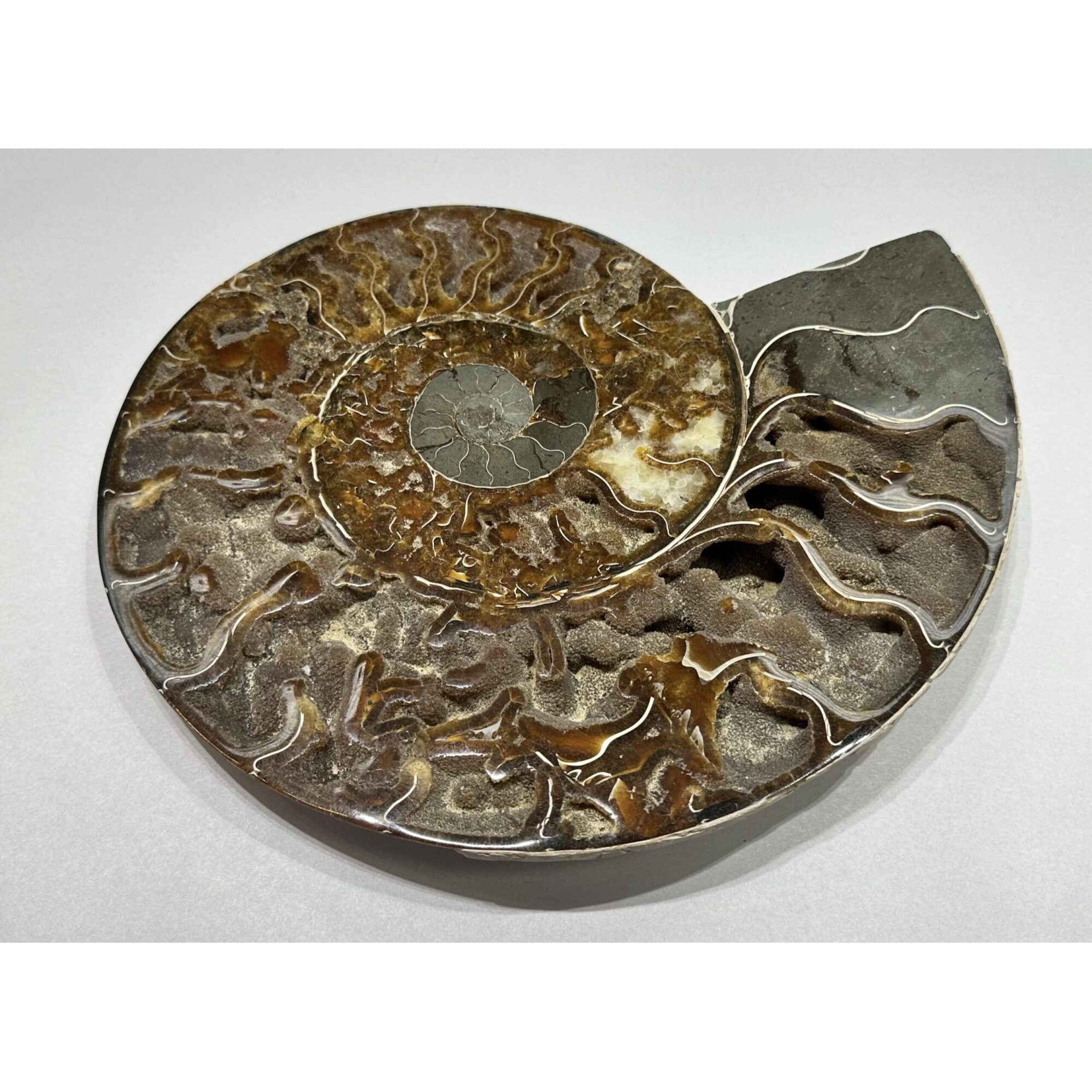 Ammonite, Cleoniceras Cleon – 11″ x 9″ Prehistoric Online