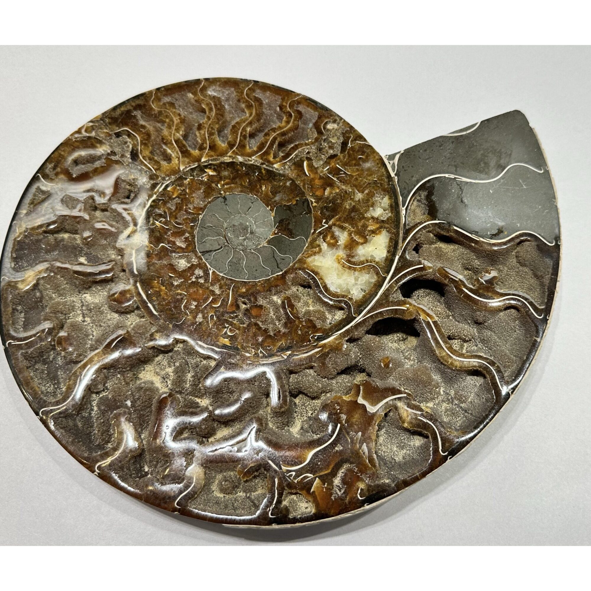 Ammonite, Cleoniceras Cleon – 11″ x 9″ Prehistoric Online