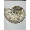 Ammonite, Cleoniceras Cleon – 11″ x 9″ Prehistoric Online