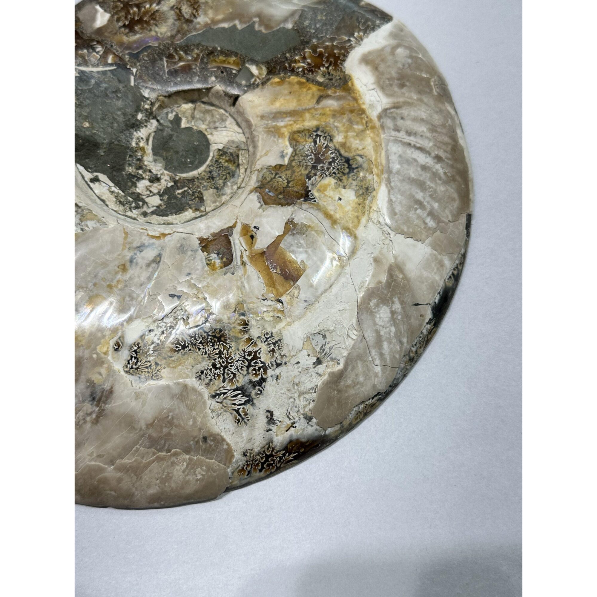 Ammonite, Cleoniceras Cleon – 11″ x 9″ Prehistoric Online