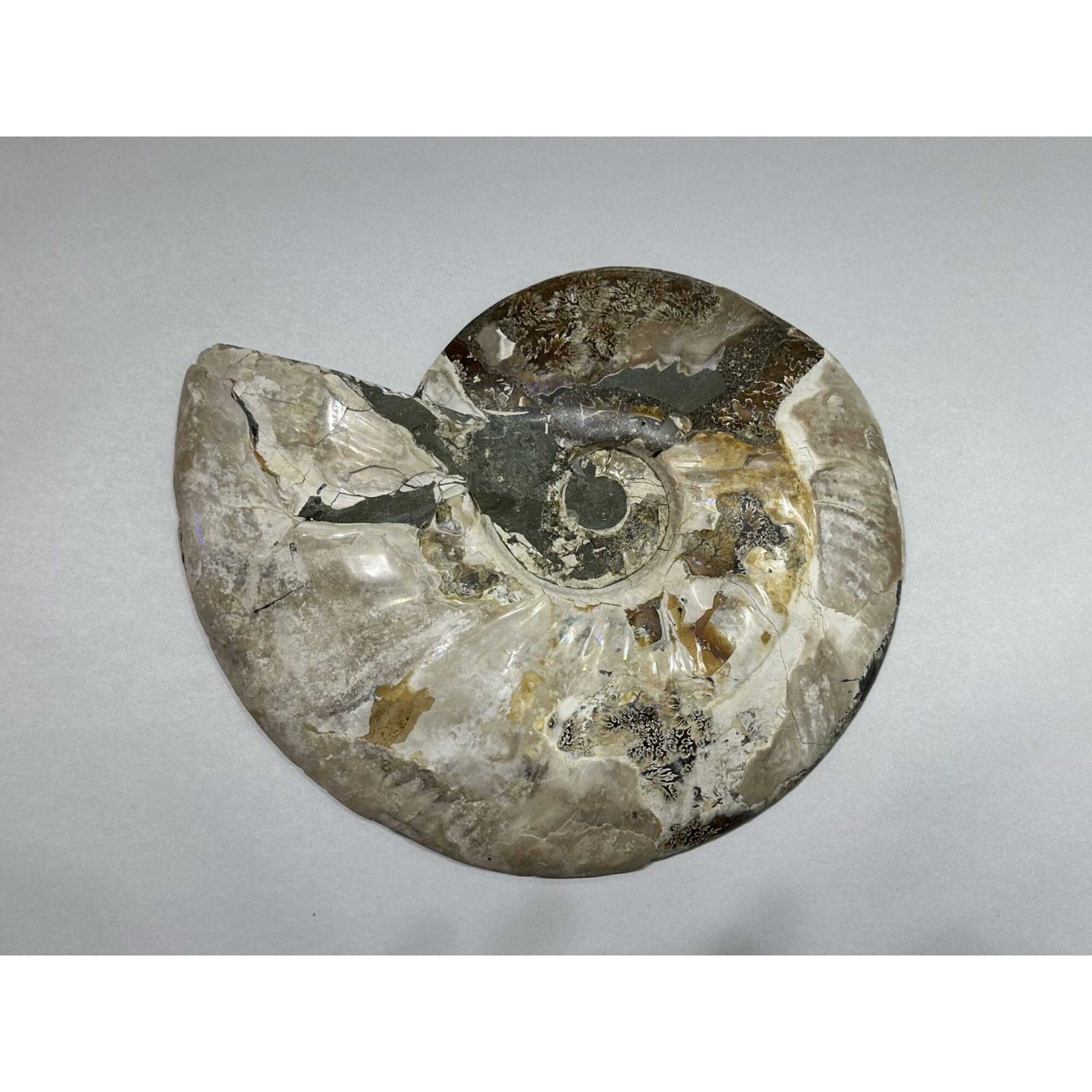 Ammonite, Cleoniceras Cleon – 11″ x 9″ Prehistoric Online