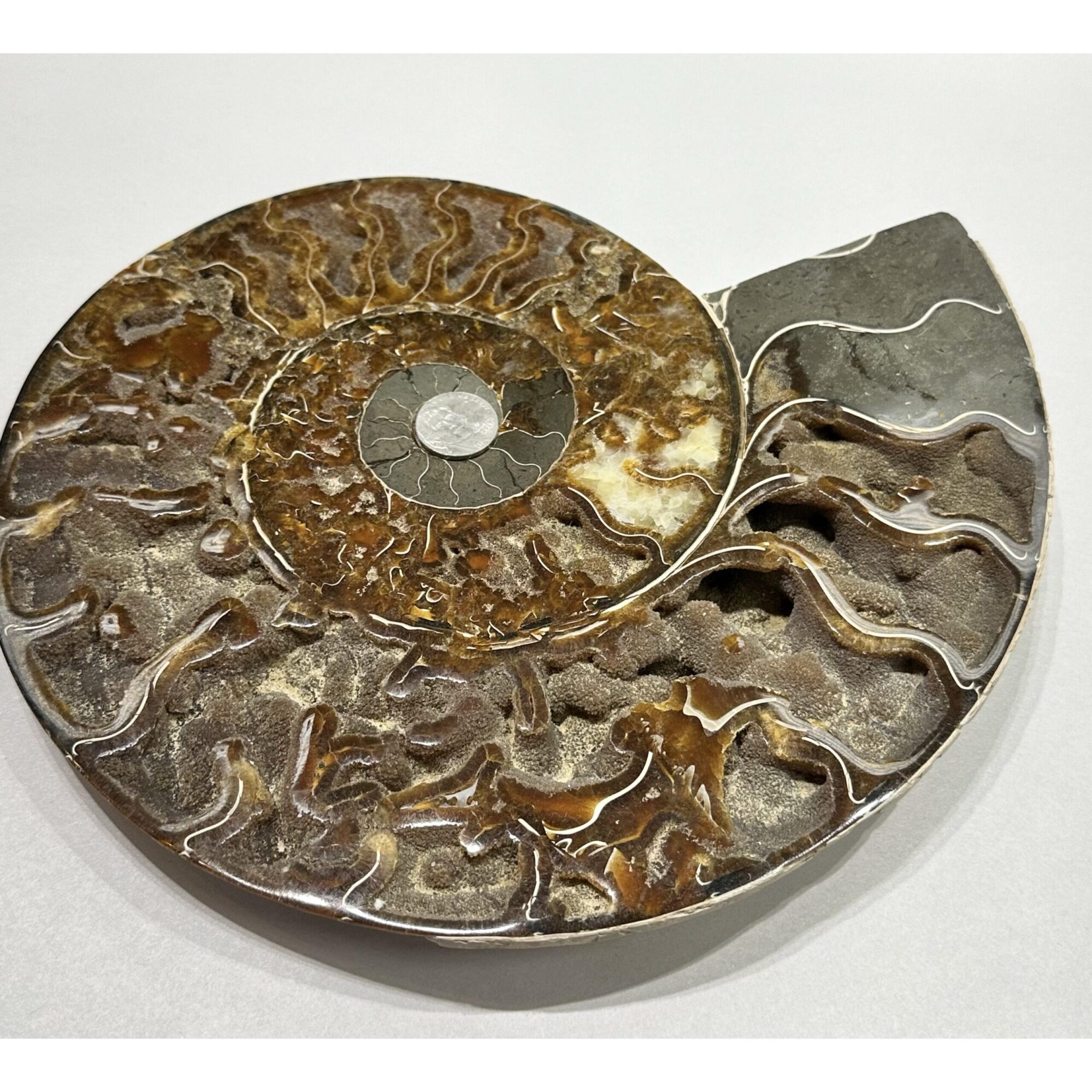 Ammonite, Cleoniceras Cleon – 11″ x 9″ Prehistoric Online