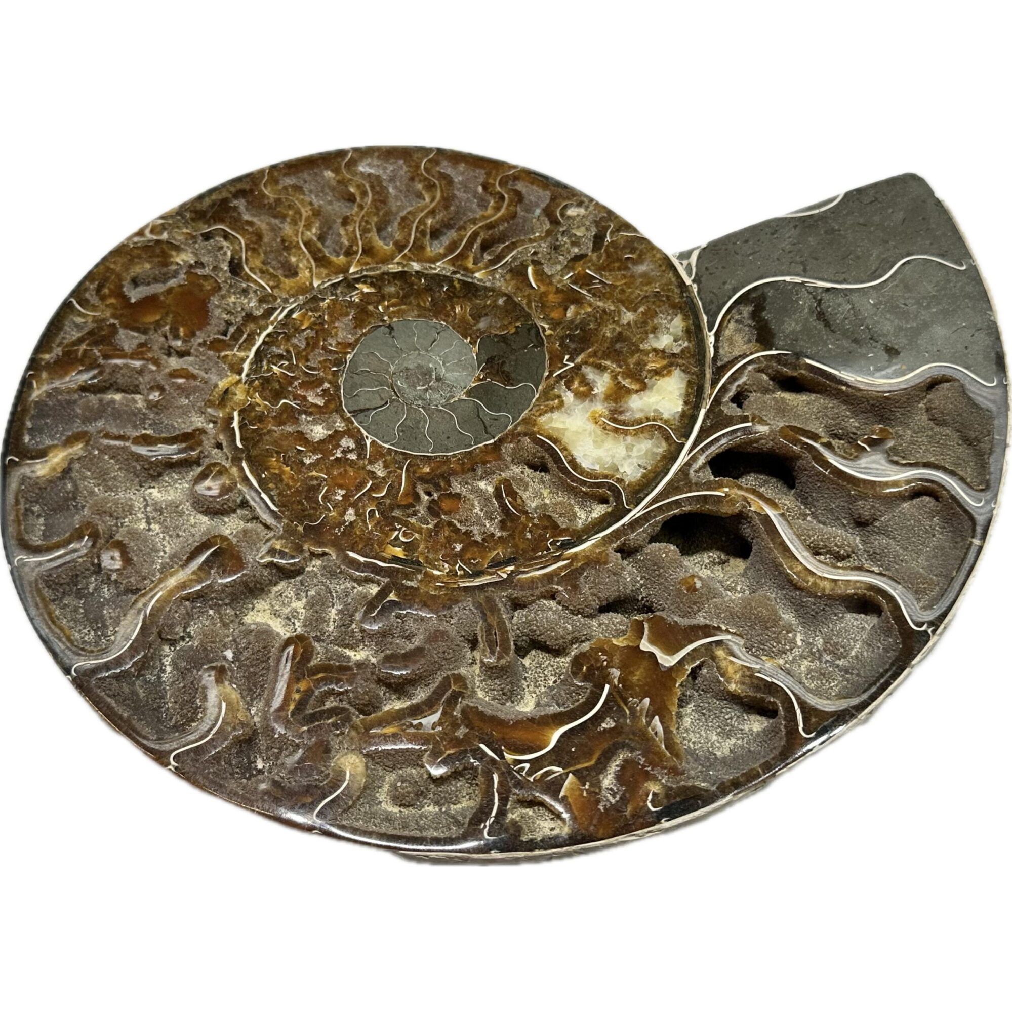 Ammonite, Cleoniceras Cleon – 11″ x 9″ Prehistoric Online