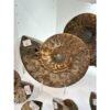 Ammonite, Cleoniceras Cleon – 11″ x 9″ Prehistoric Online