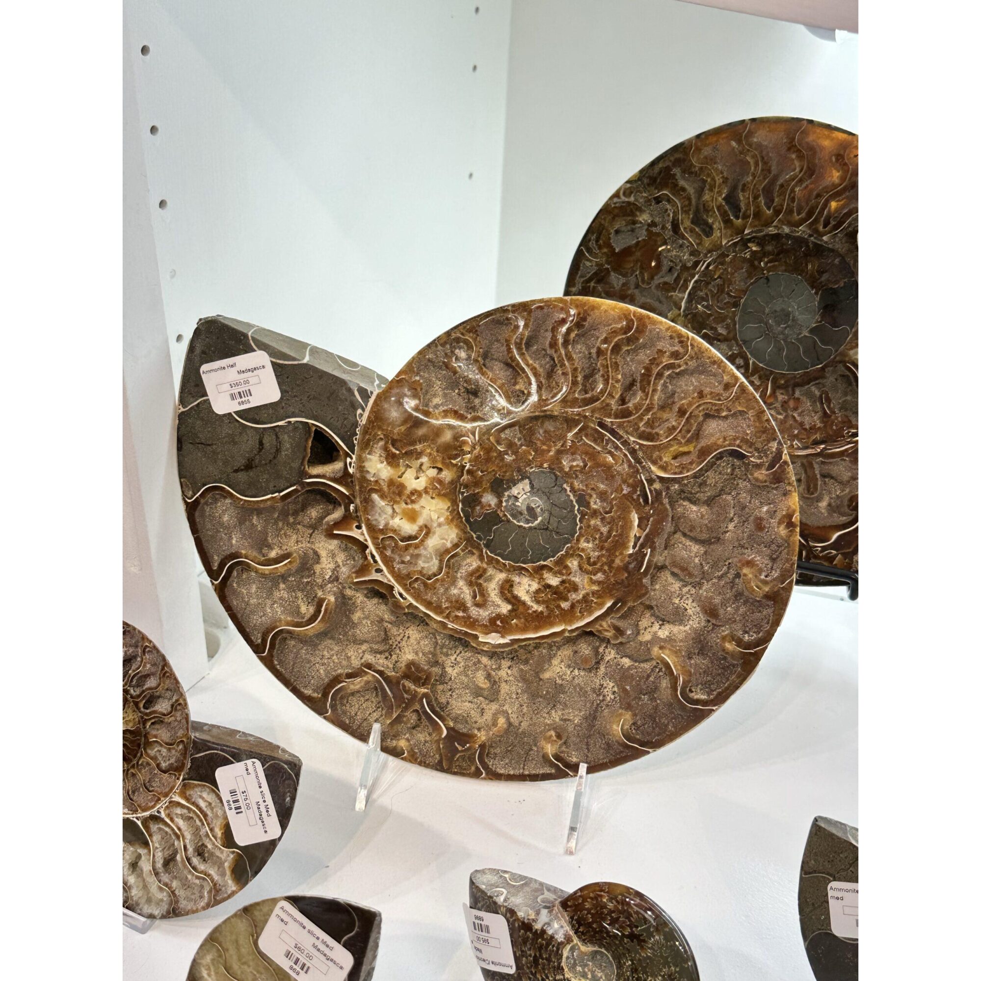 Ammonite, Cleoniceras Cleon – 11″ x 9″ Prehistoric Online