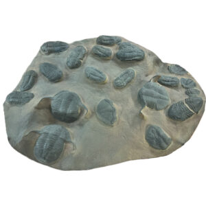 Trilobite Table, Wrought Iron base