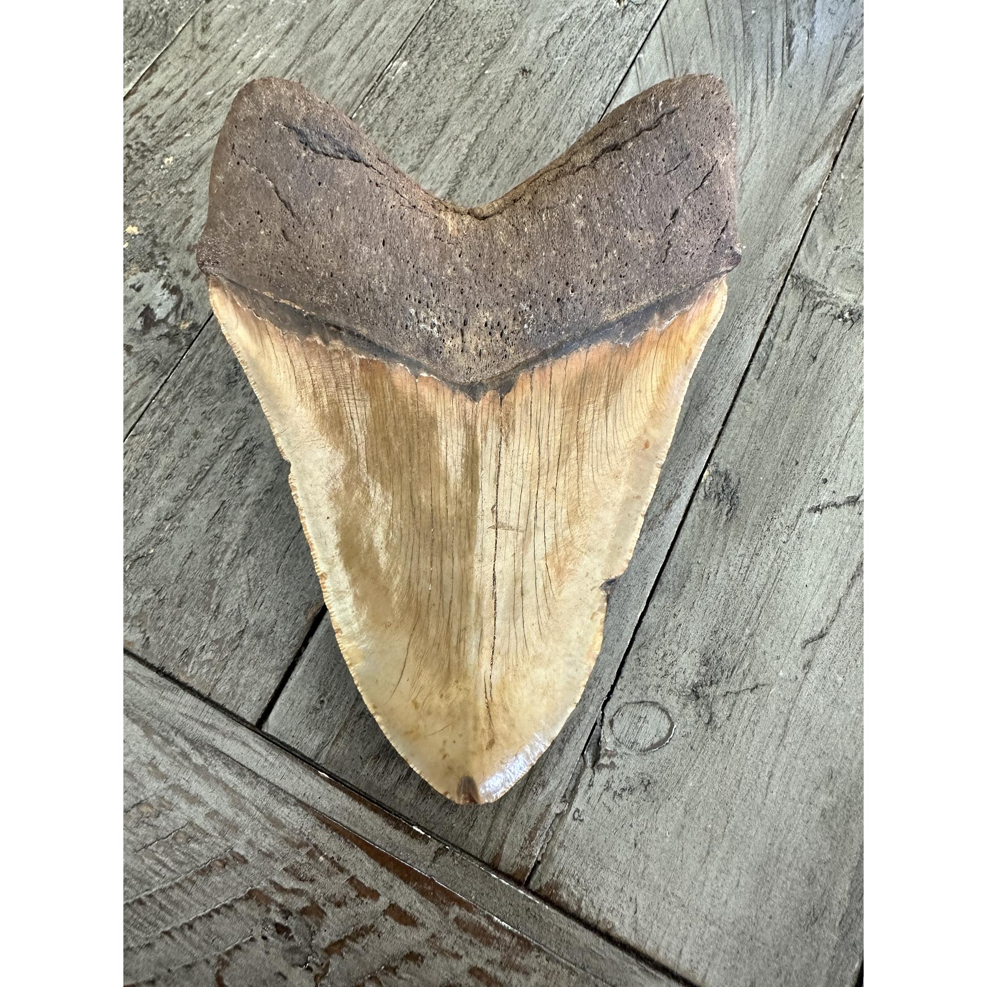 Back view of beautiful 6” megalodon tooth from N Carolina Goldie has a gorgeous unique gold color.