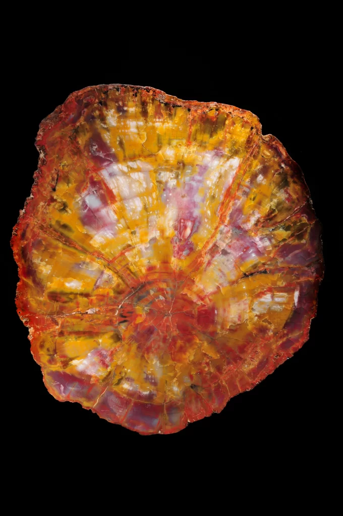 This is a picture of a vibrant petrified wood slab. It has various shades of yellow, red, and orange.