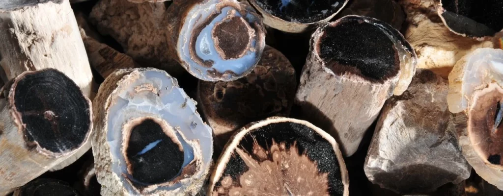 This is a close up picture of a large group of small petrified wood slices.