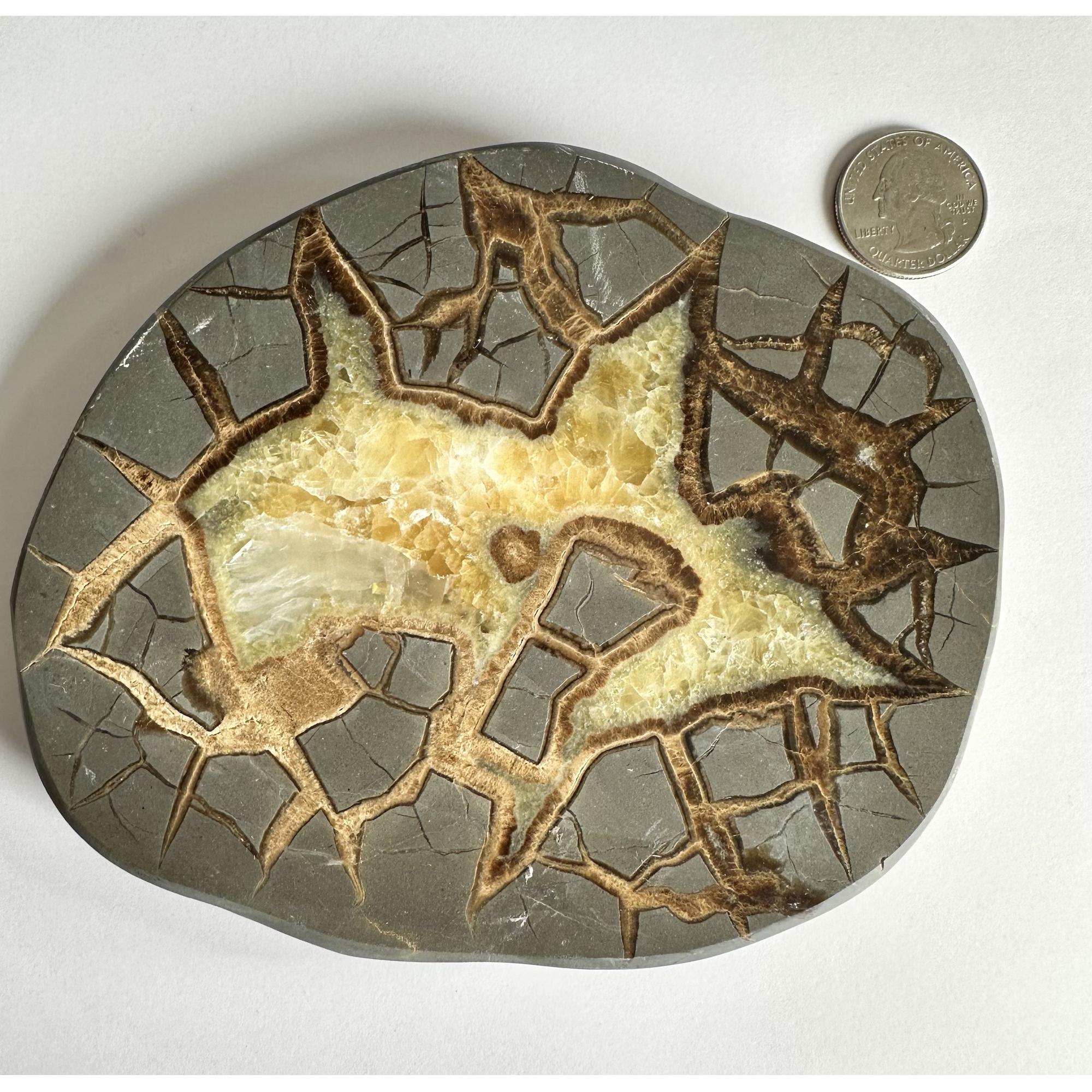 Septarian Slice – Utah, white calcite Prehistoric Online