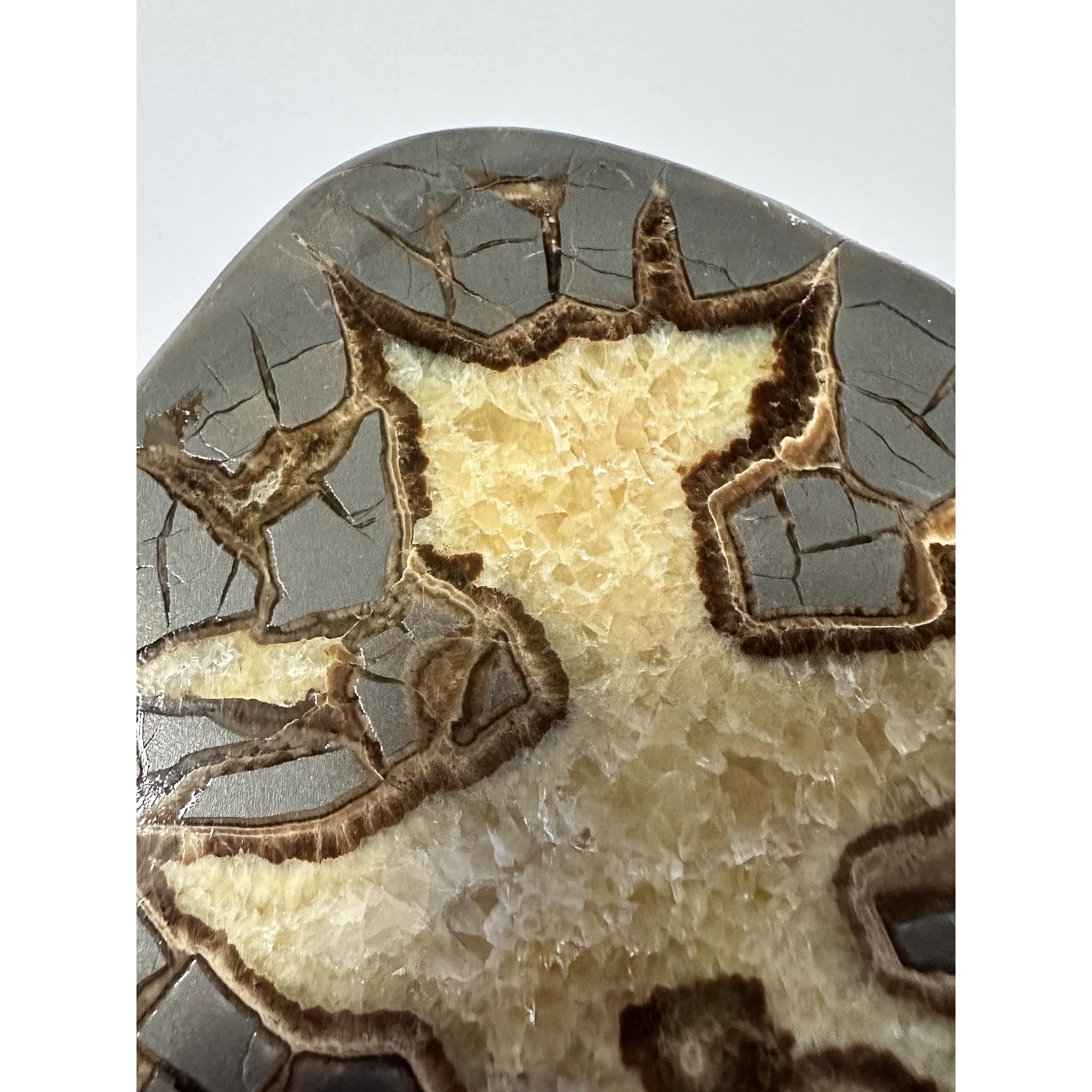 Septarian Slice, Delta Utah Prehistoric Online