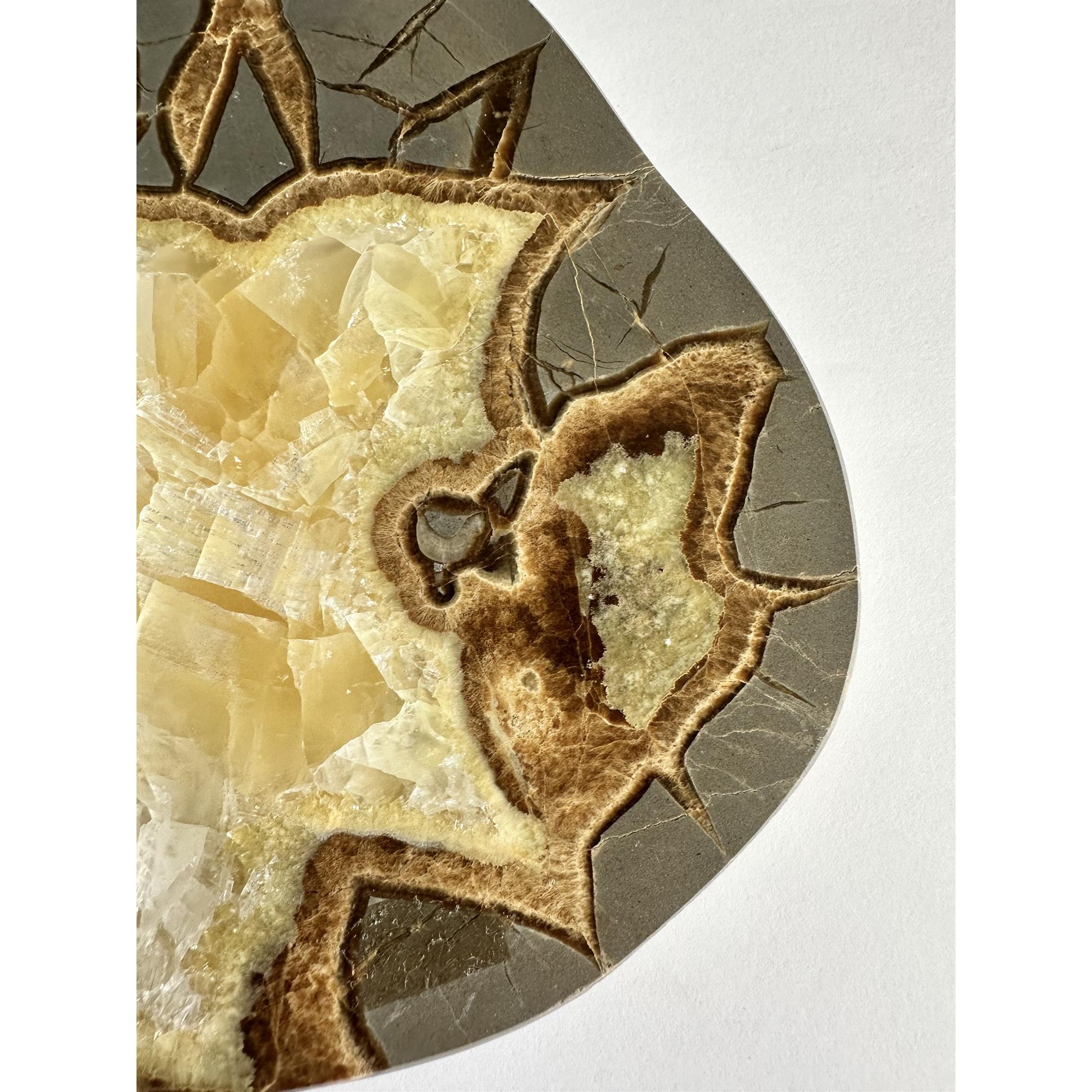 Septarian slice, 6 3/4 inch, Utah Prehistoric Online