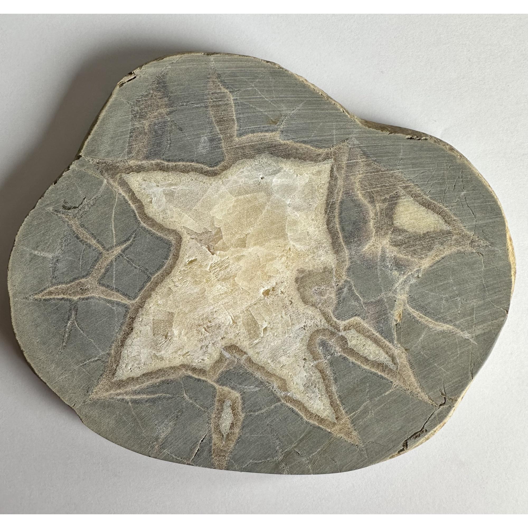 Septarian slice, 6 3/4 inch, Utah Prehistoric Online