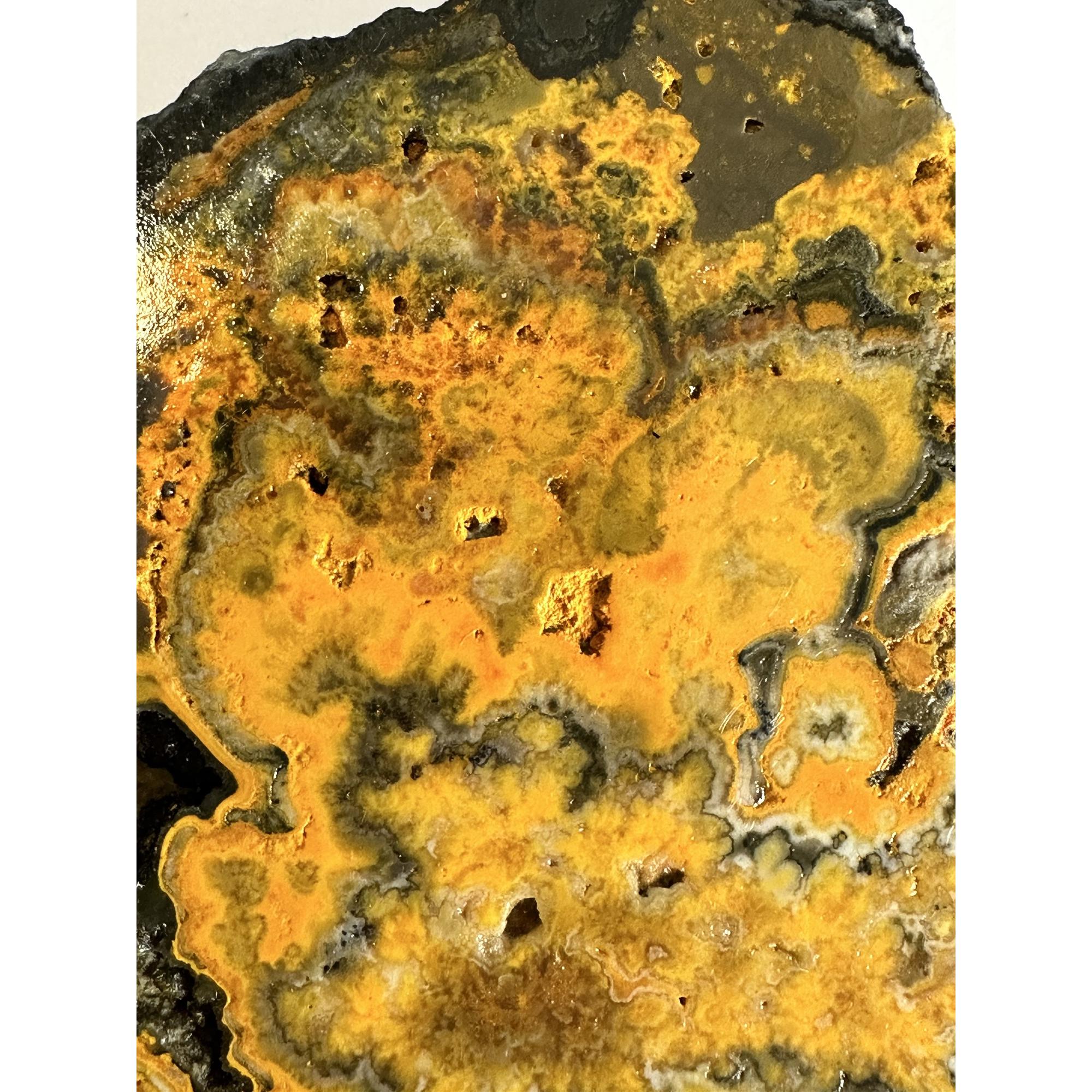 Bumblebee Jasper Slice, Exceptional vibrant color Prehistoric Online