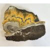 Bumblebee Jasper Slice, Bright orange color Prehistoric Online