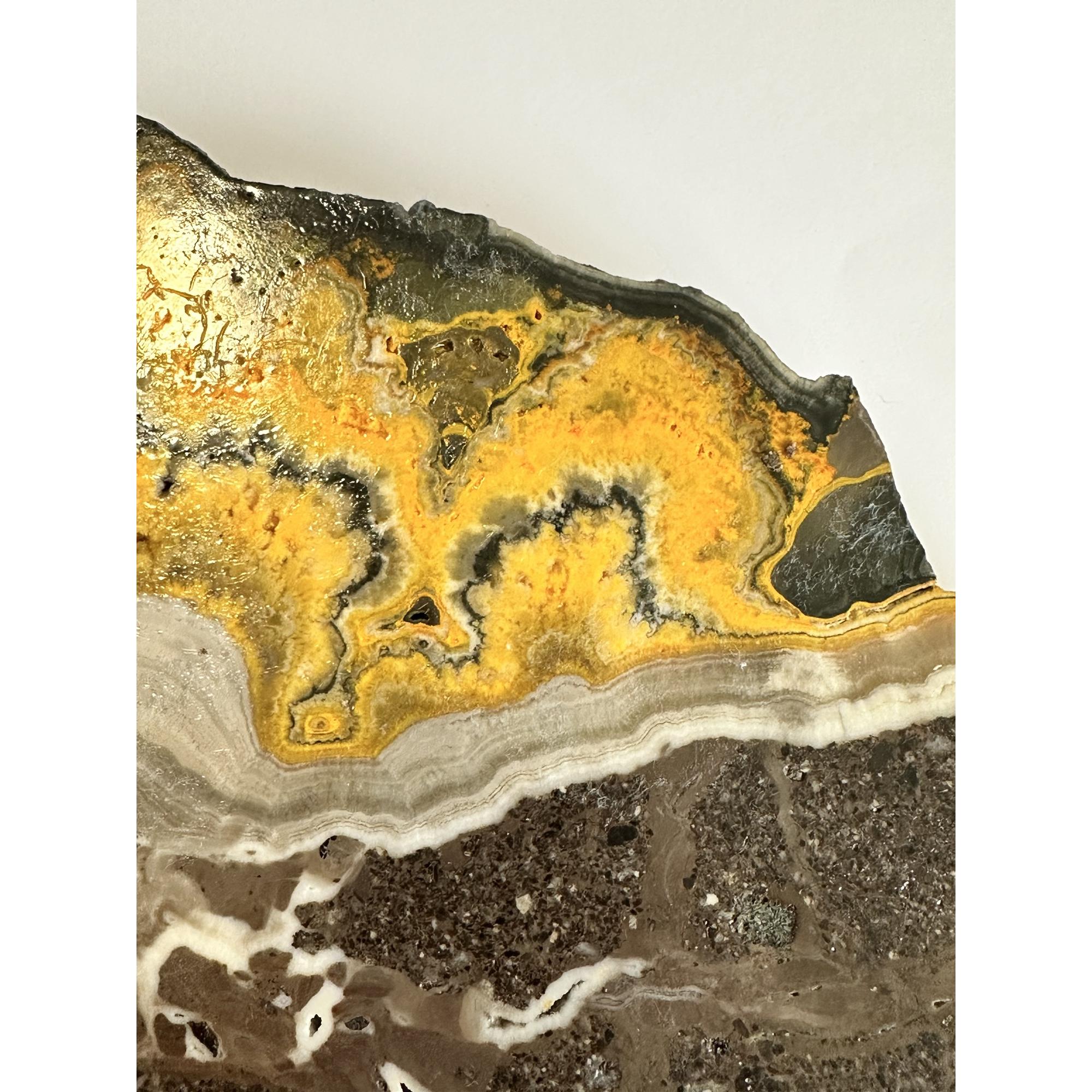 Bumblebee Jasper Slice, Bright orange color Prehistoric Online