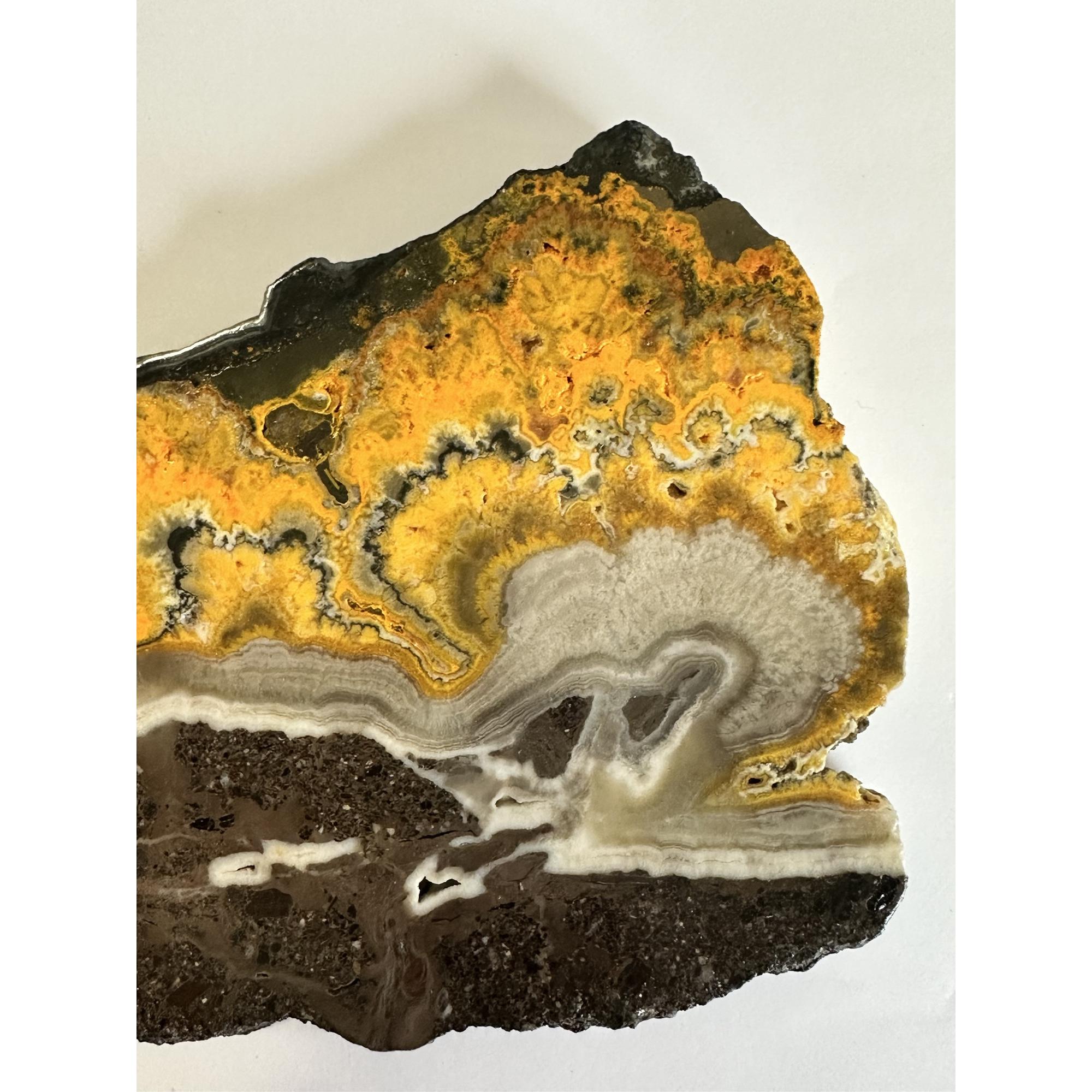 Bumblebee Jasper Slice, Bright orange color Prehistoric Online