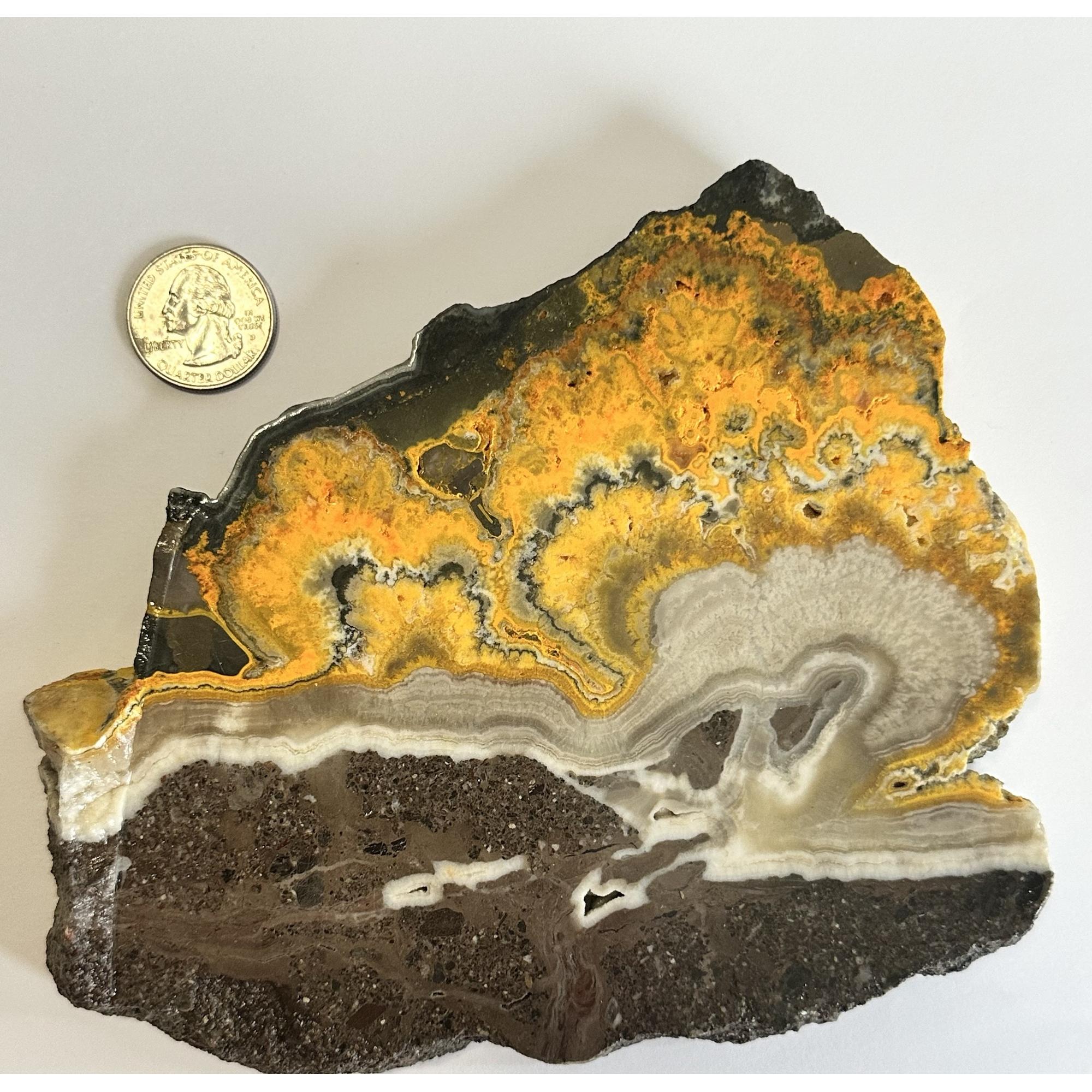 Bumblebee Jasper Slice, Bright orange color Prehistoric Online