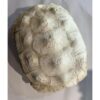 Sulcata shell, Tortoise, Africa, 12 1/2 long specimen Prehistoric Online