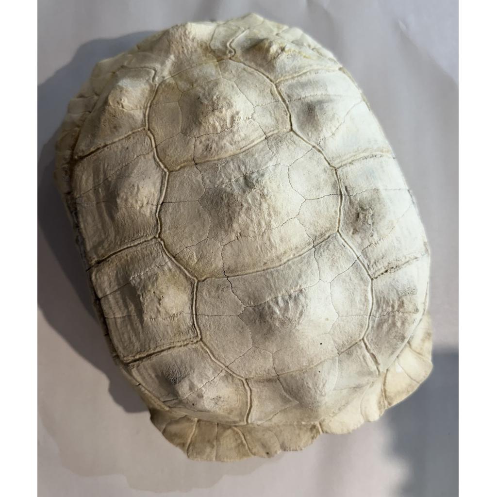 Sulcata shell, Tortoise, Africa, 12 1/2 long specimen Prehistoric Online