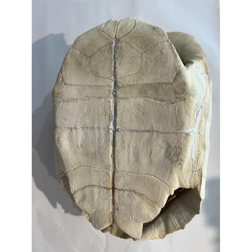 Sulcata shell, Tortoise, Africa, 12 1/2 long specimen Prehistoric Online