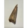 Fossil Spinosaurus Tooth, Morocco Prehistoric Online