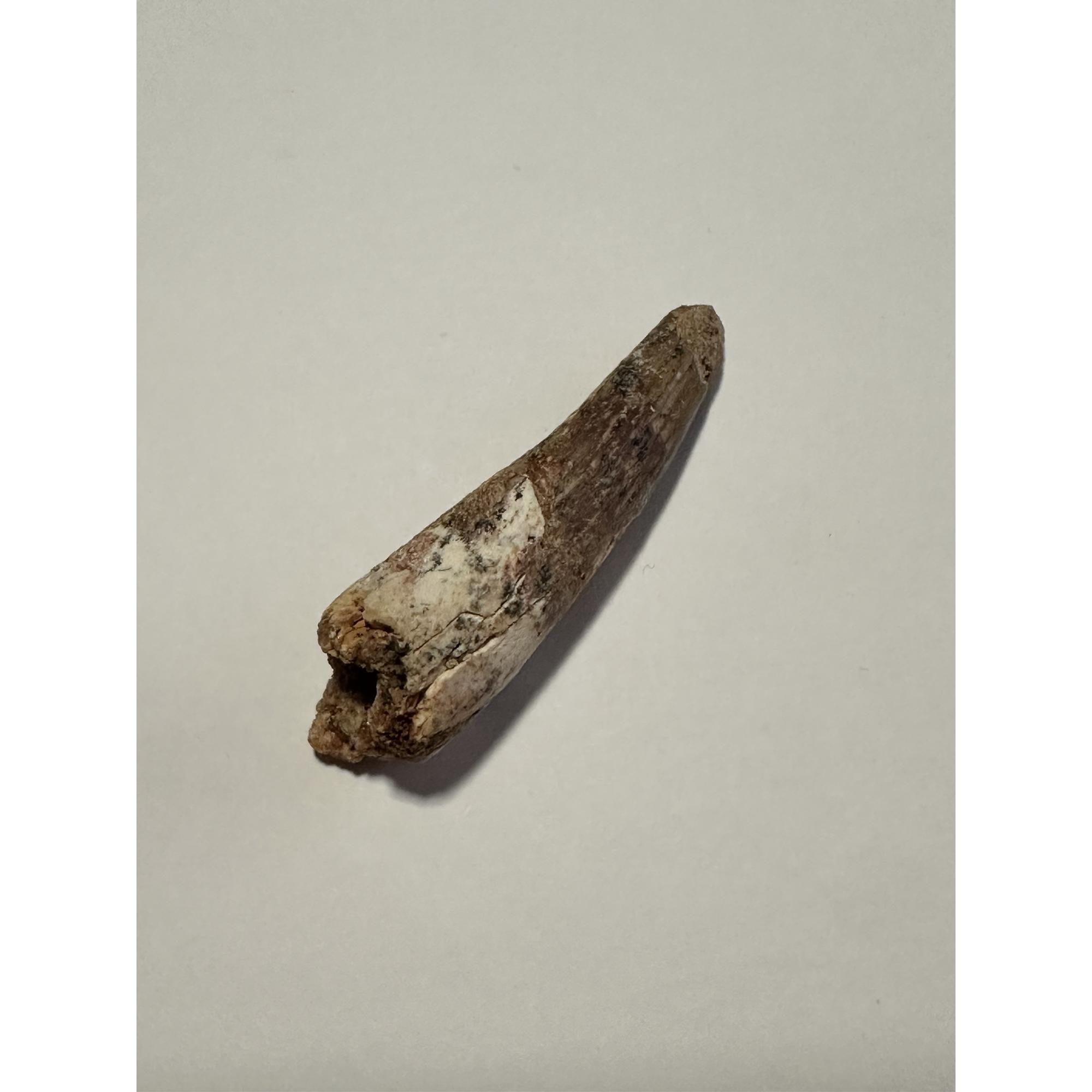 Spinosaurus Tooth, Morocco, 1 7/8″ Prehistoric Online