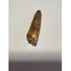Spinosaurus Tooth, Morocco, 1 1/2″ long Prehistoric Online