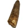 Spinosaurus Tooth, Morocco, 1 1/2″ long Prehistoric Online