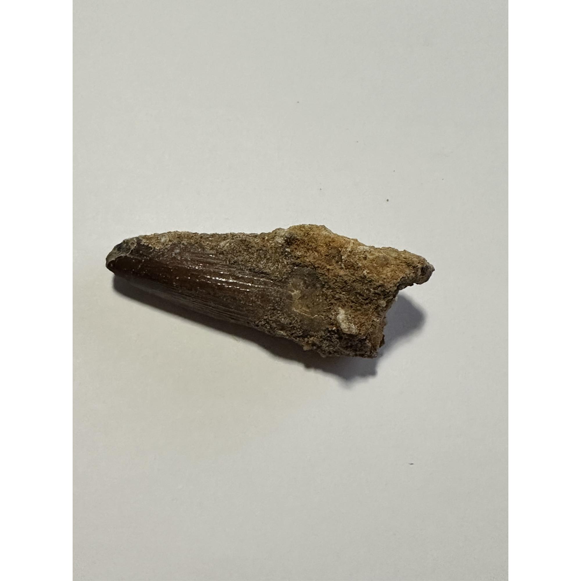 Spinosaurus dinosaur fossil Tooth Prehistoric Online
