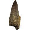 Spinosaurus dinosaur fossil Tooth Prehistoric Online