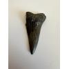 Mako Shark Tooth, South Carolina Prehistoric Online