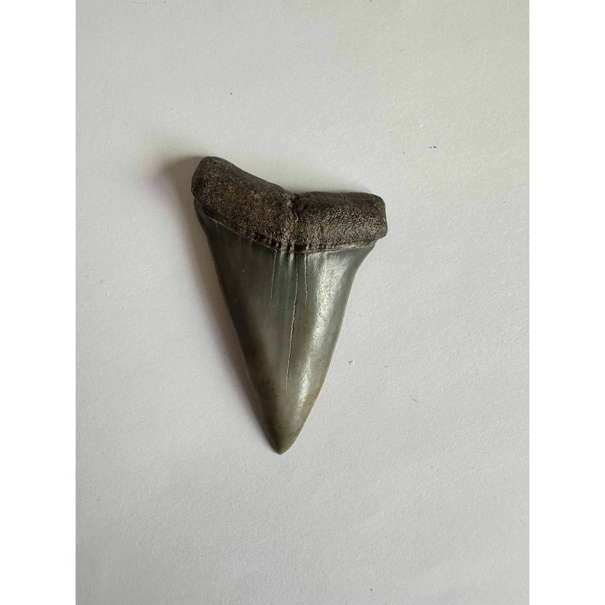Mako Shark Tooth, South Georgia Prehistoric Online