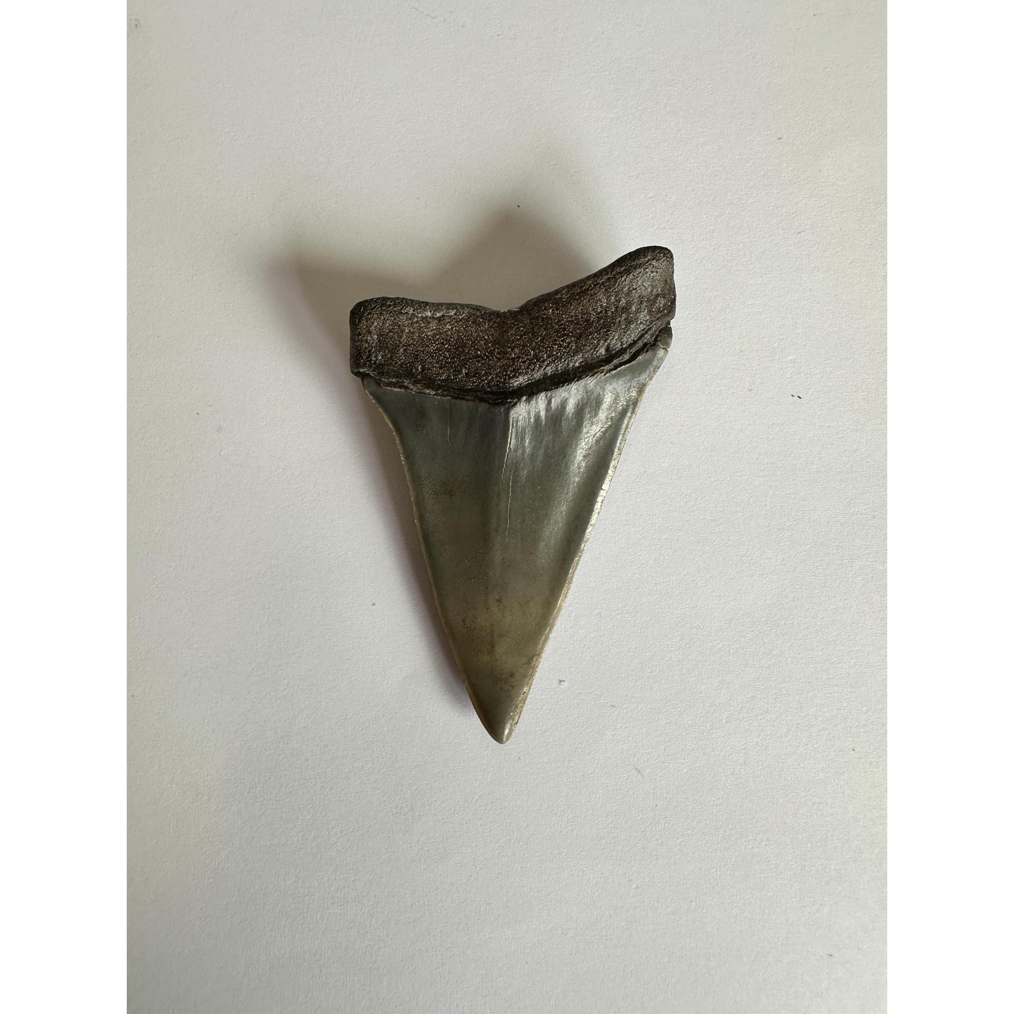Mako Shark Tooth, South Georgia Prehistoric Online