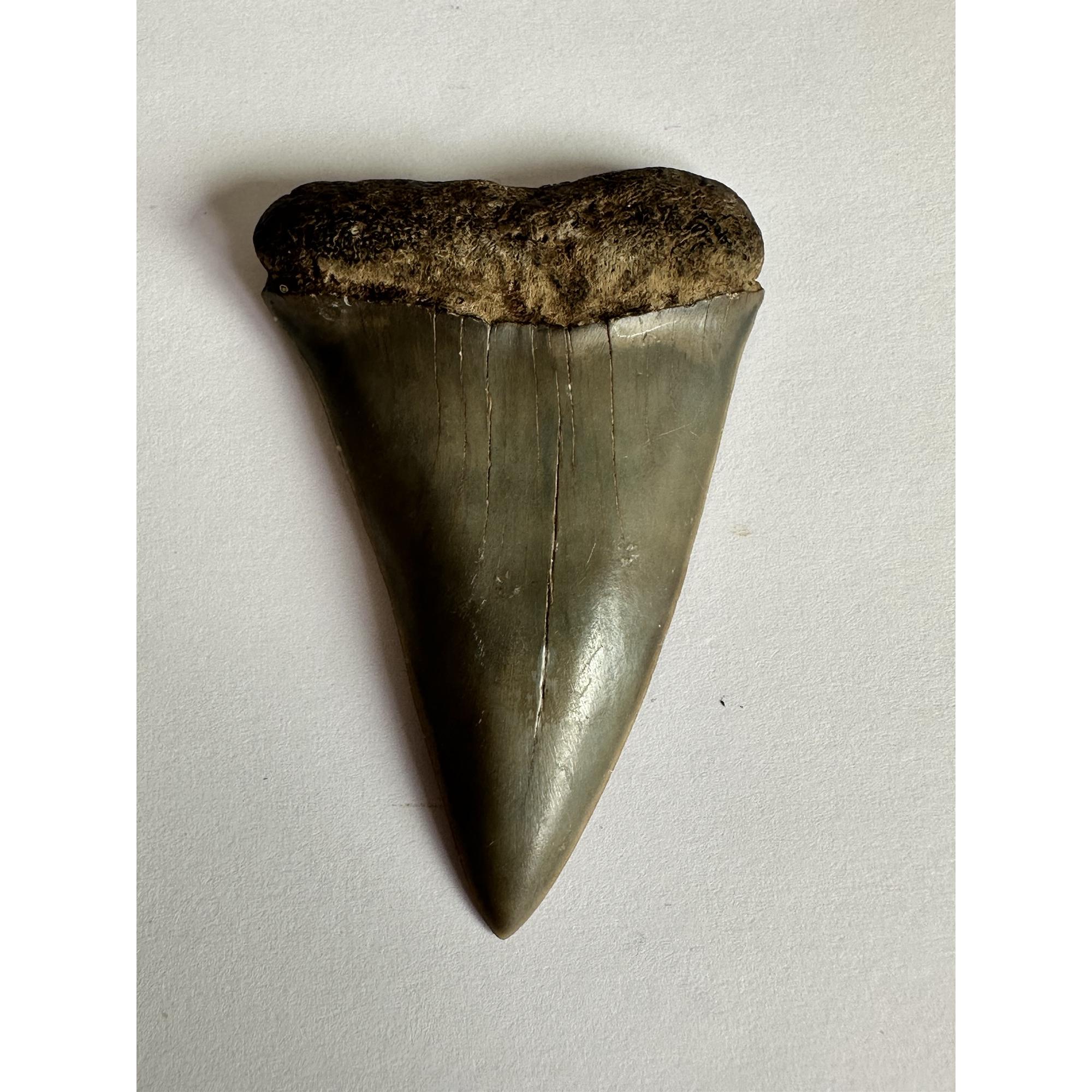 Mako Shark Tooth, South Georgia, 2 1/4″ Prehistoric Online