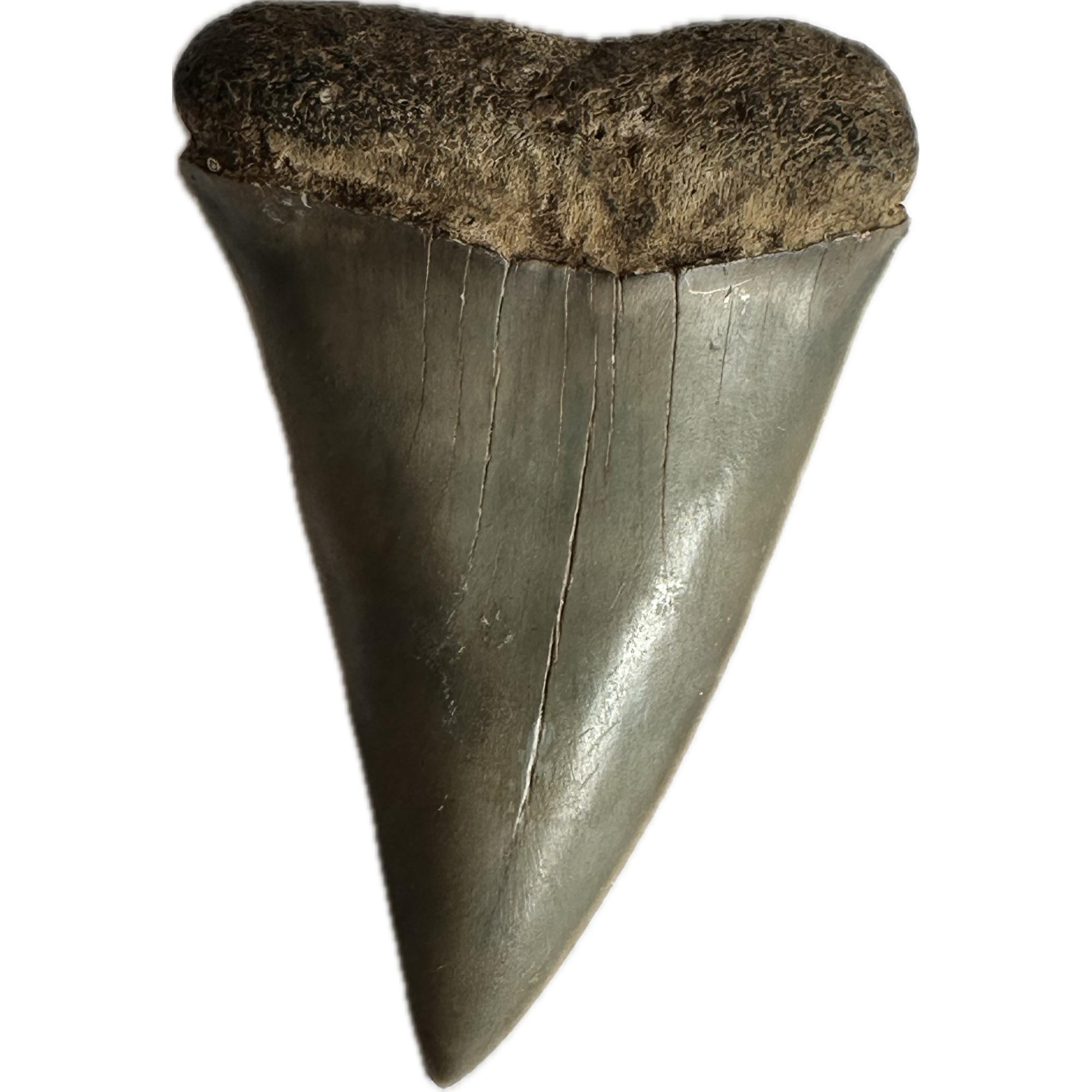 Mako Shark Tooth, South Georgia, 2 1/4″ Prehistoric Online