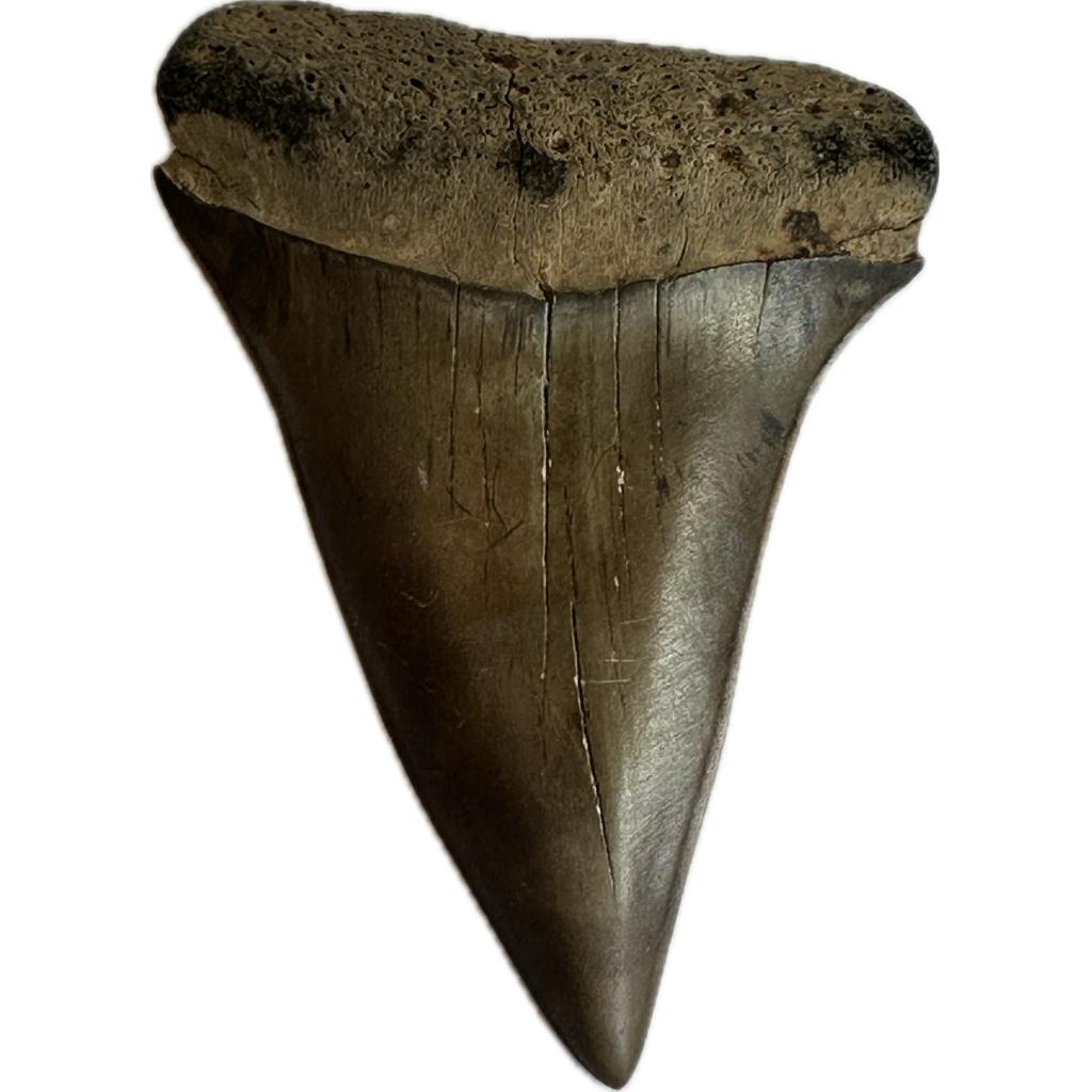 Mako Shark Tooth, Shark Tooth Hill Prehistoric Online