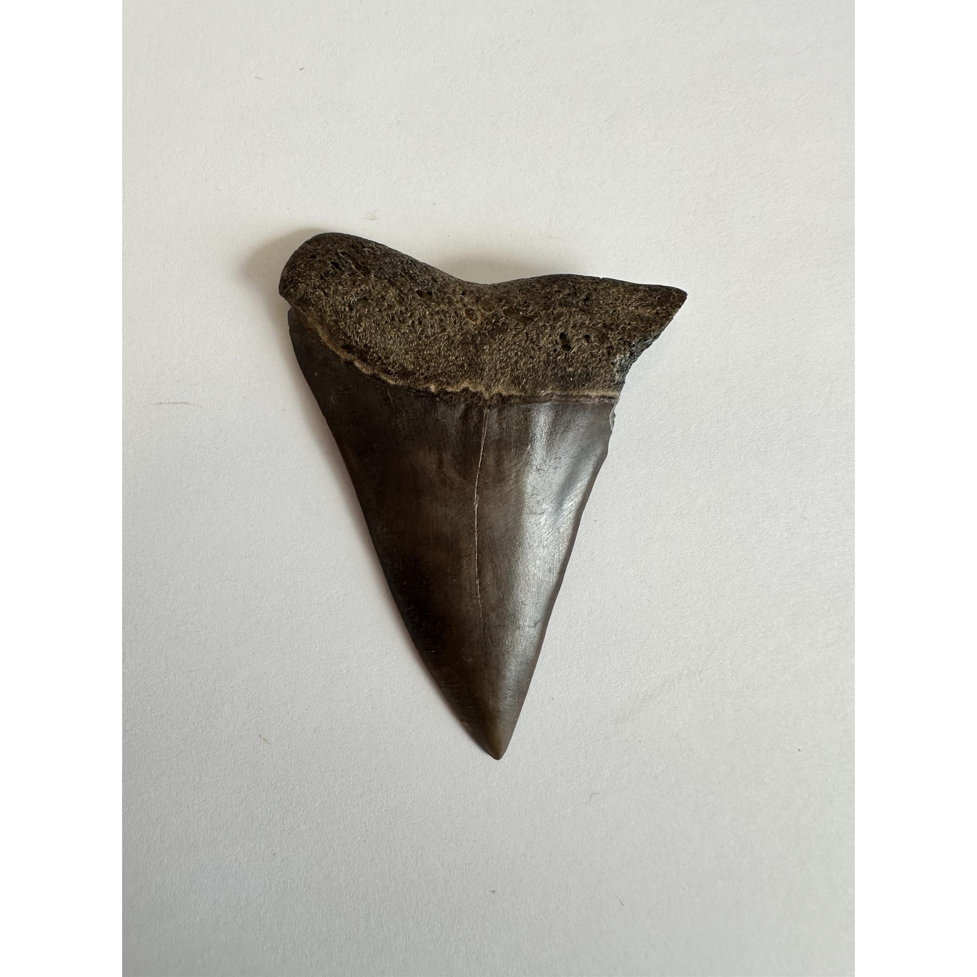 Mako Shark Tooth, 2 1/2″ Prehistoric Online