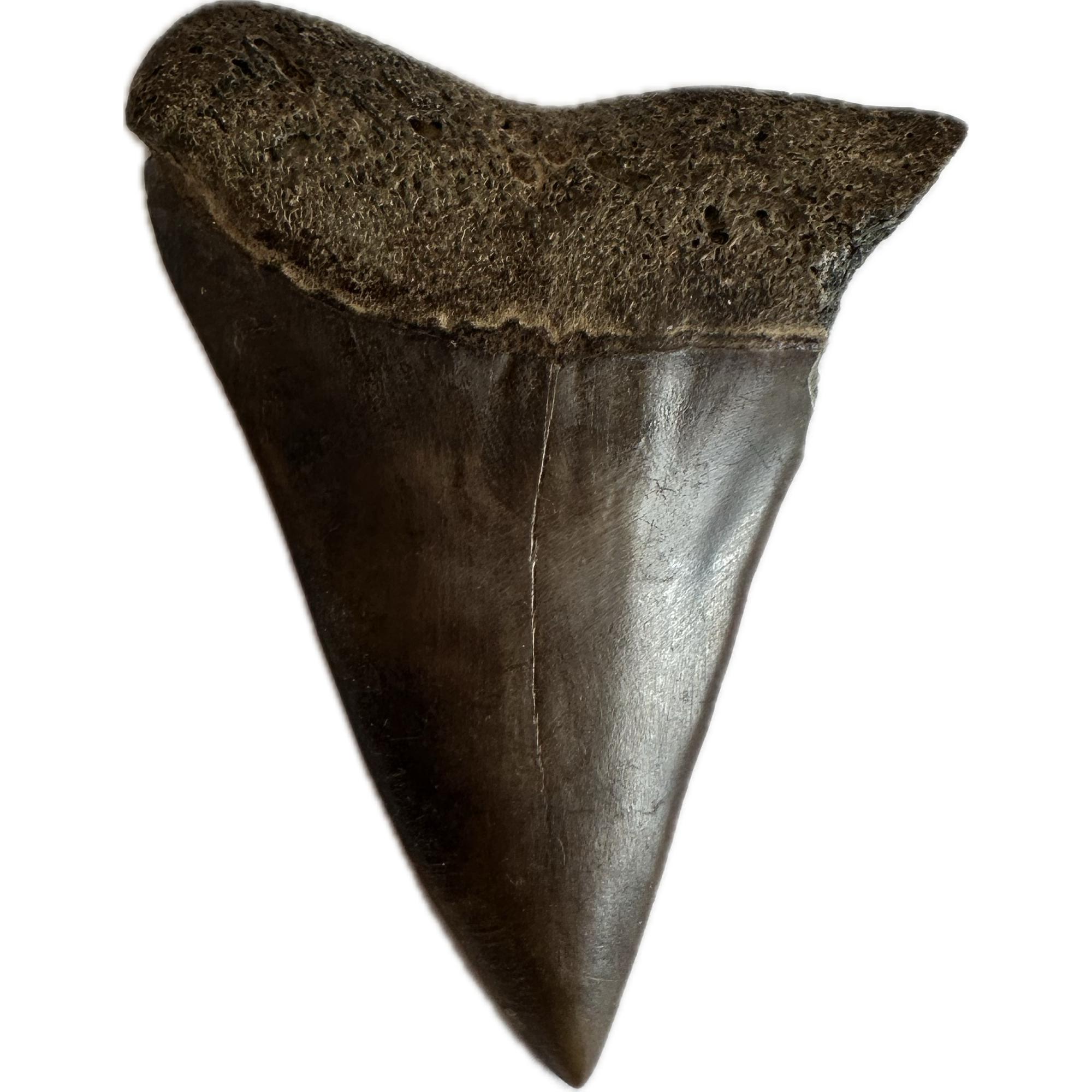 Mako Shark Tooth, 2 1/2″ Prehistoric Online