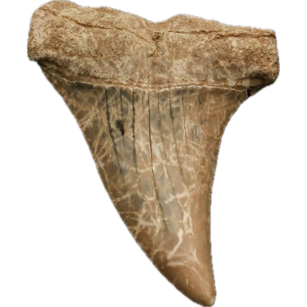 Mako Shark Tooth, Georgia find Prehistoric Online