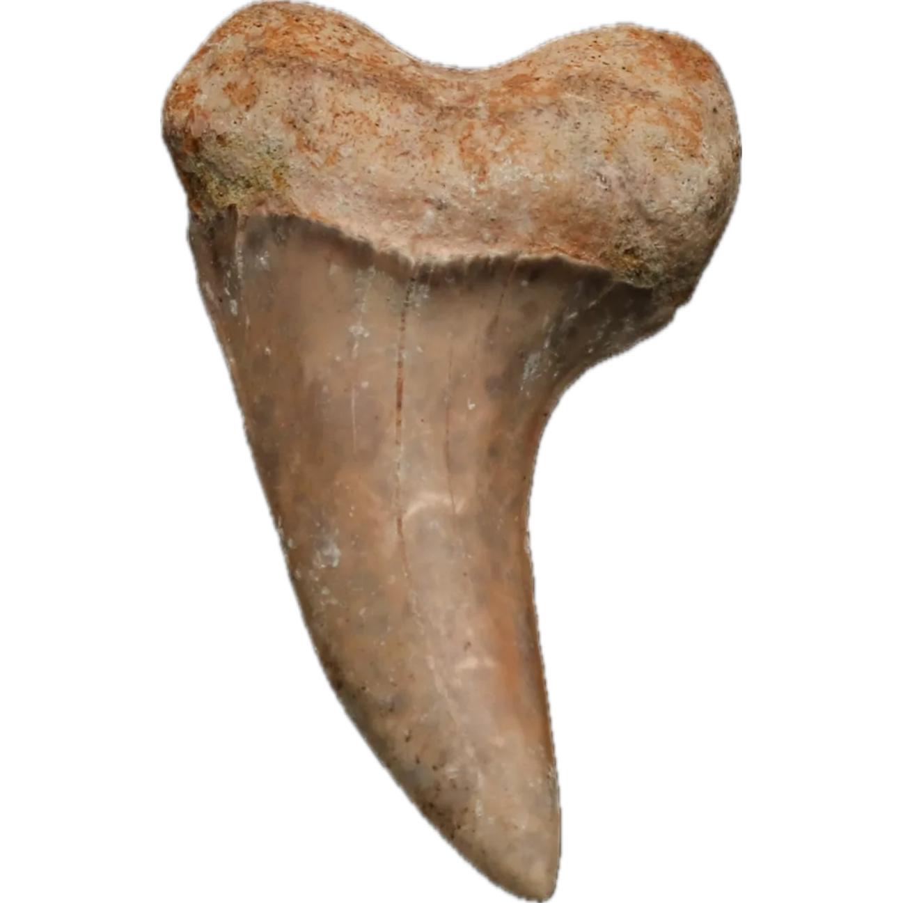 Mako Shark Tooth, stunning, Georgia Prehistoric Online