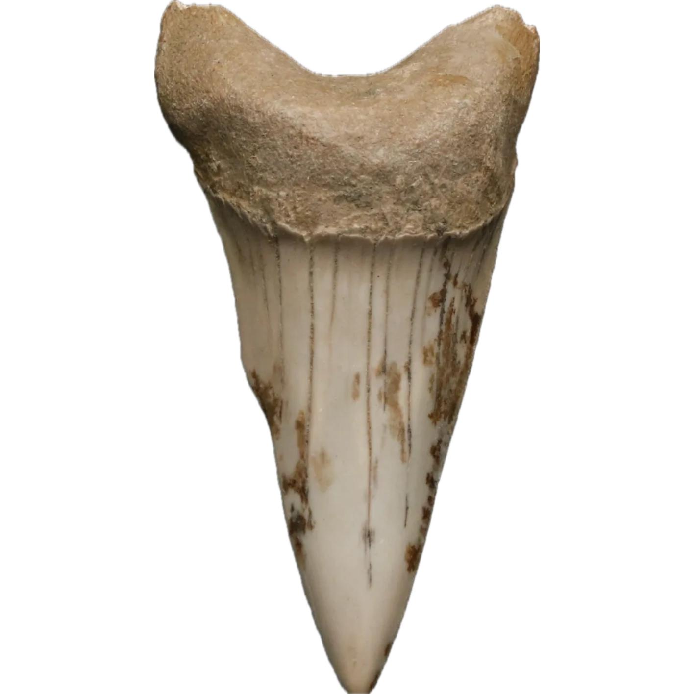 Mako Shark Tooth, Georgia Prehistoric Online