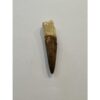 Spinosaurus dinosaur Tooth, 2 3/8″ Prehistoric Online