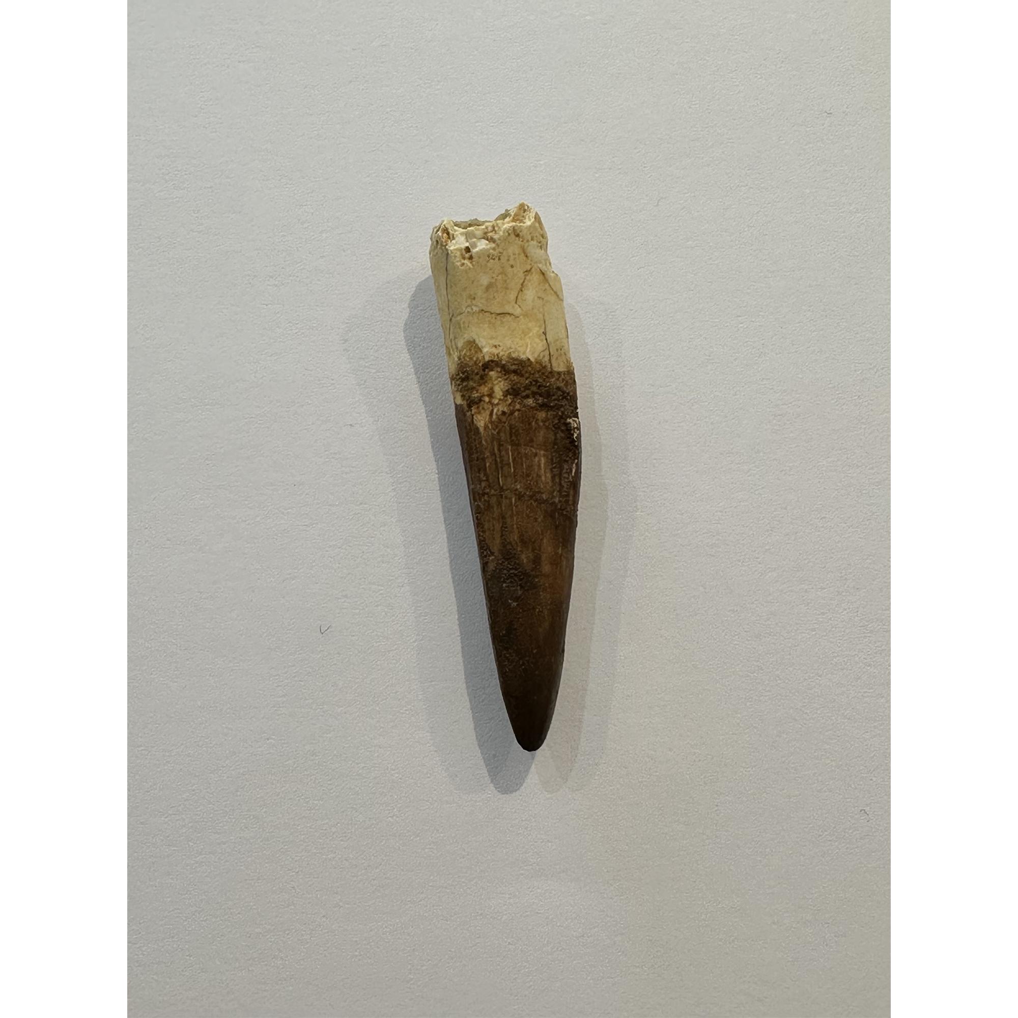 Spinosaurus dinosaur Tooth, 2 3/8″ Prehistoric Online