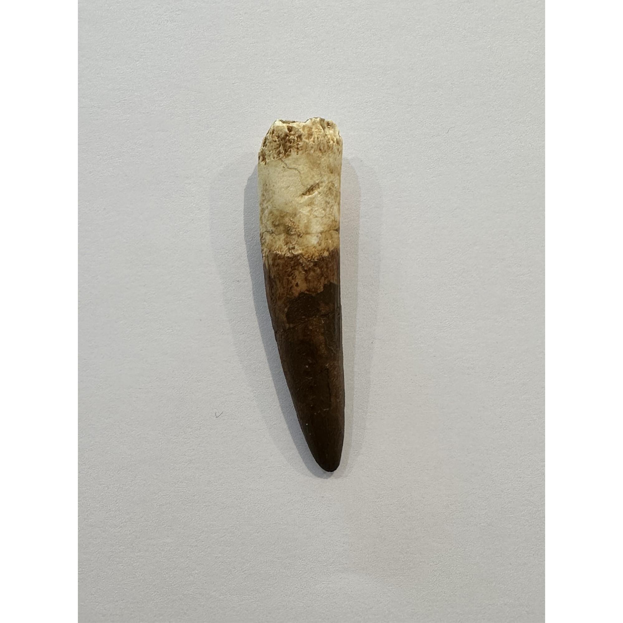 Spinosaurus dinosaur Tooth, 2 3/8″ Prehistoric Online